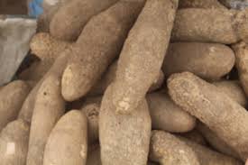 Nigerian White Yam Tubers